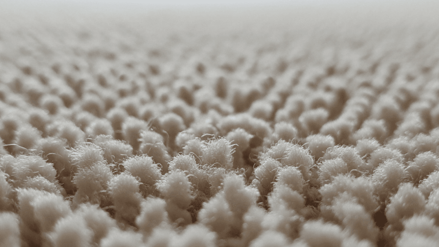 Carpet Cleaning