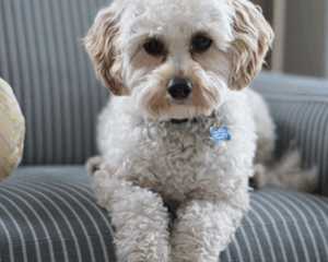 Pet stains on carpet