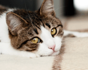 Pet stains on carpet