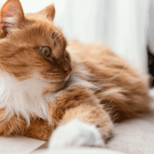Pet stains on carpet